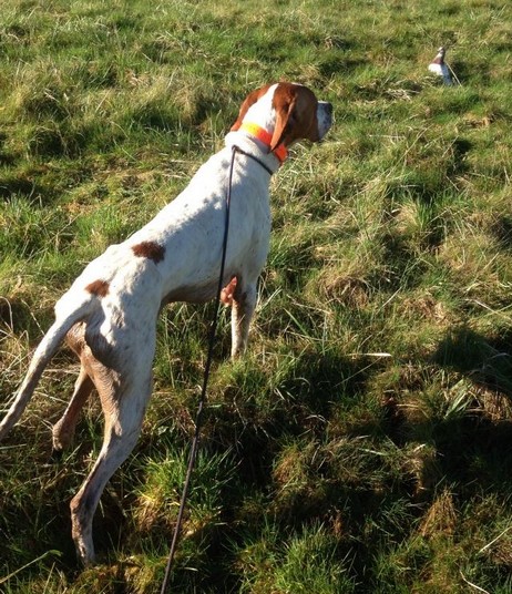 Clos des Jarousses - dressage chien d'arrêt