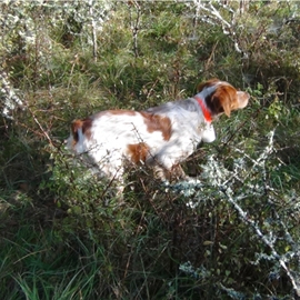 Clos des Jarousses - Pension canine, dressage, élevage chiens, chasse, épagneuls bretons