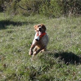 clos des jarousses, pension canine, dressage canin, élevage d'épagneuls breton