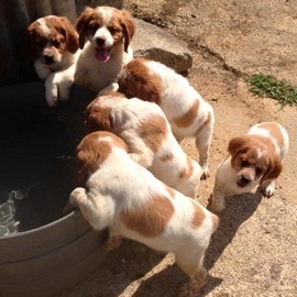 Clos des Jarousses - élevage chiens de chasse